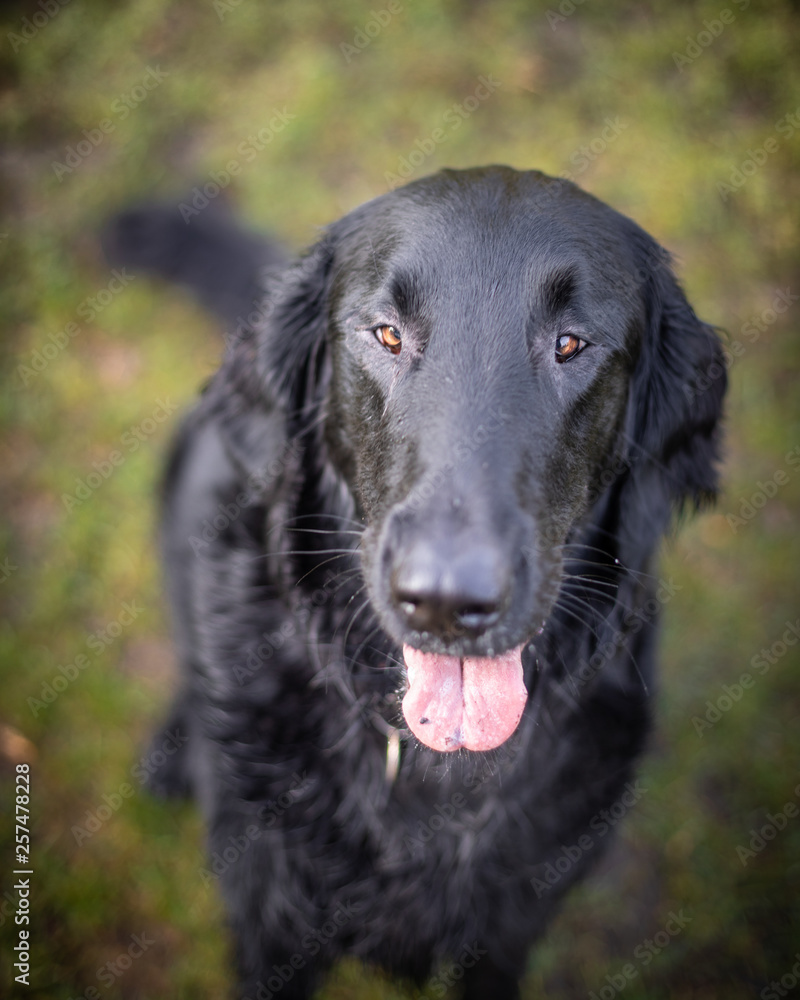 The Flat Coated Retriever The Flat Coated Retriever