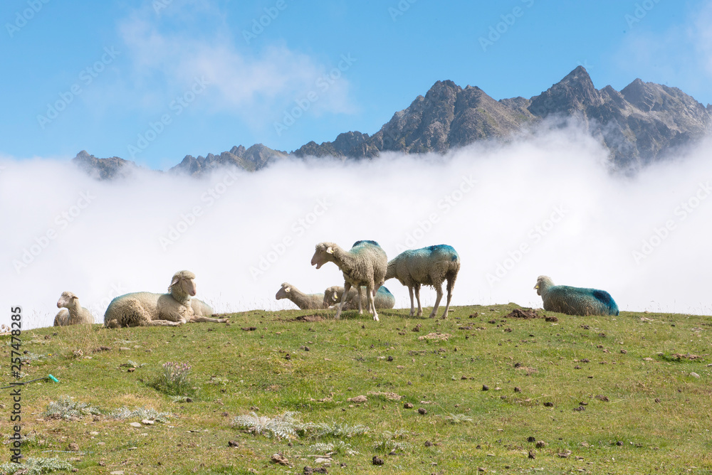 Col du Tourmalet  moutons en été