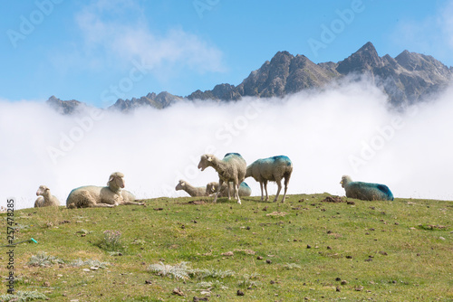 Col du Tourmalet moutons en été