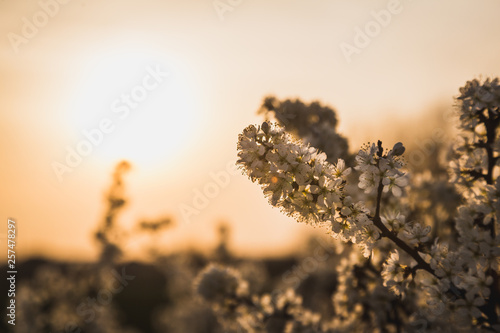 Spring, flowers and sunset