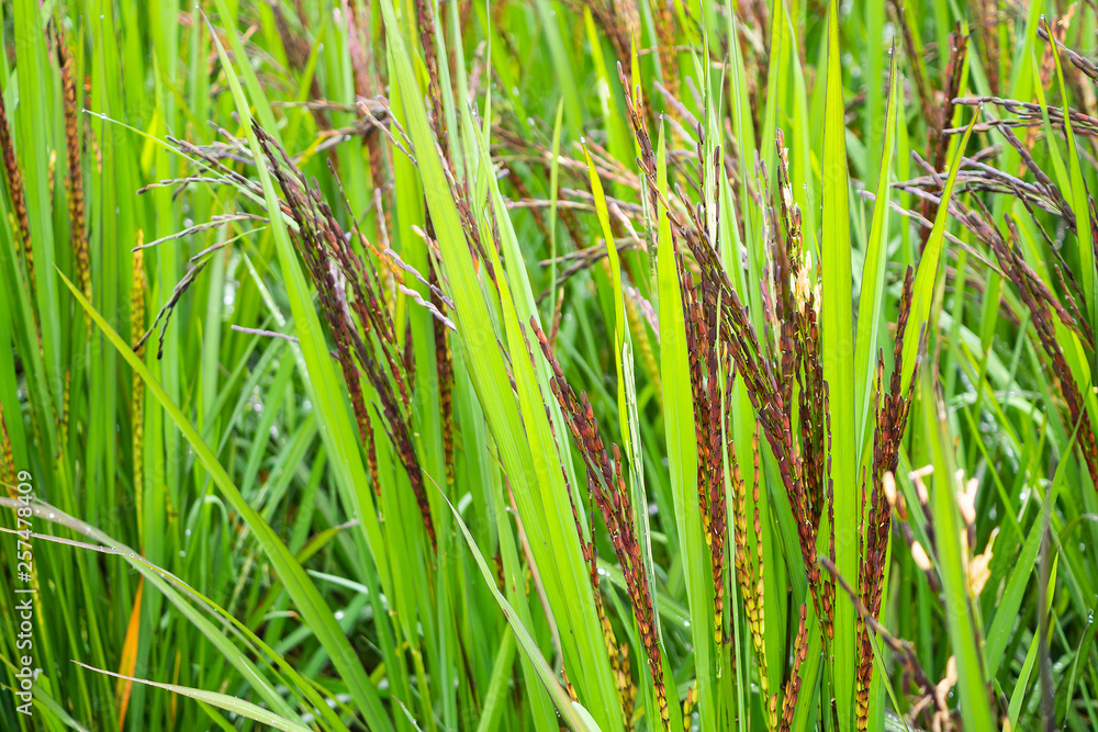 Obraz premium riceberry plant in green organic rice paddy field