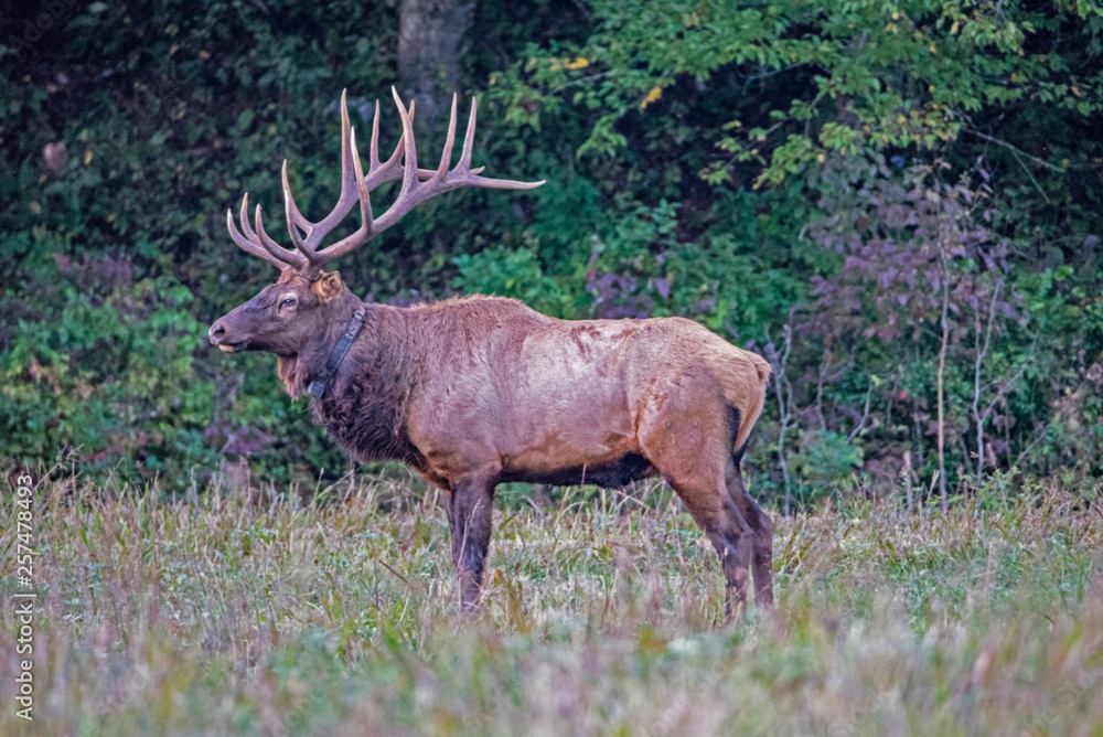 A bull Elk with large antlers during the rutting season in the Smokies. A bull Elk with large antlers during the rutting season in the Smokies.