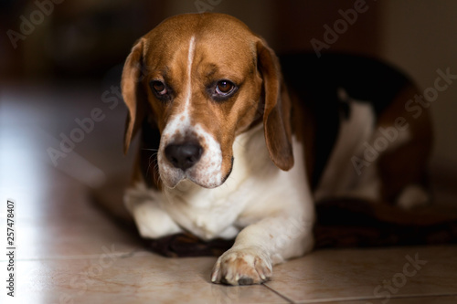 Portrait of a dog lies in the corridor