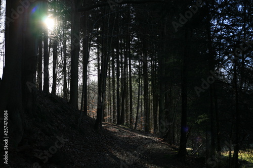 Waldweg