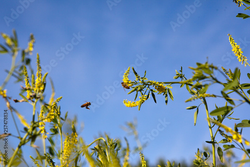 bees flying over sweet clover photo