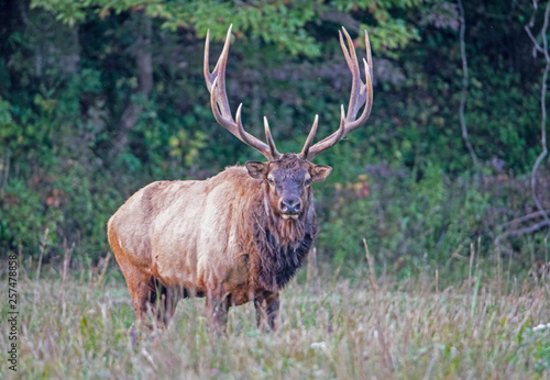 A bull Elk with large antlers during the rutting season in the Smokies.