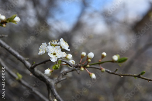 blooming cherry tree in spring