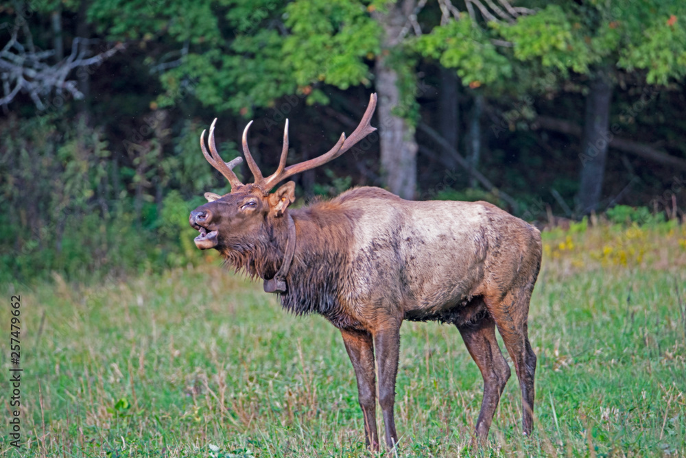 A bull Elk walking in a grassy field bugling during the rutting season.