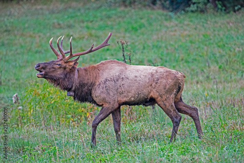 A bull Elk walking in a grassy field bugling during the rutting season.