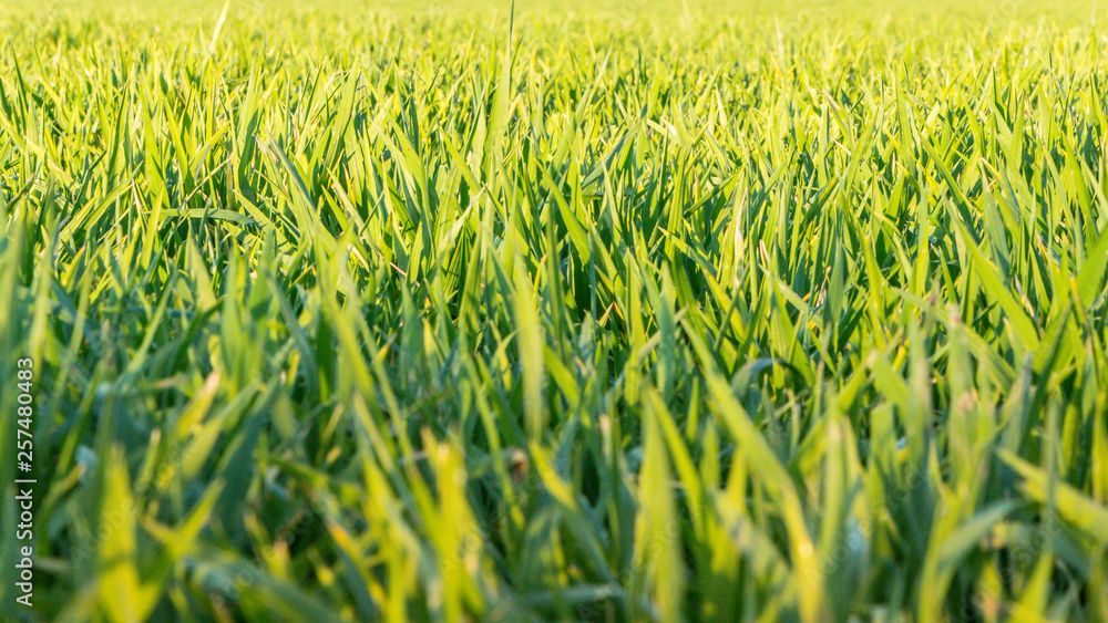 Das saftige frische Grün auf dem Feld Das saftige frische Grün auf dem Feld