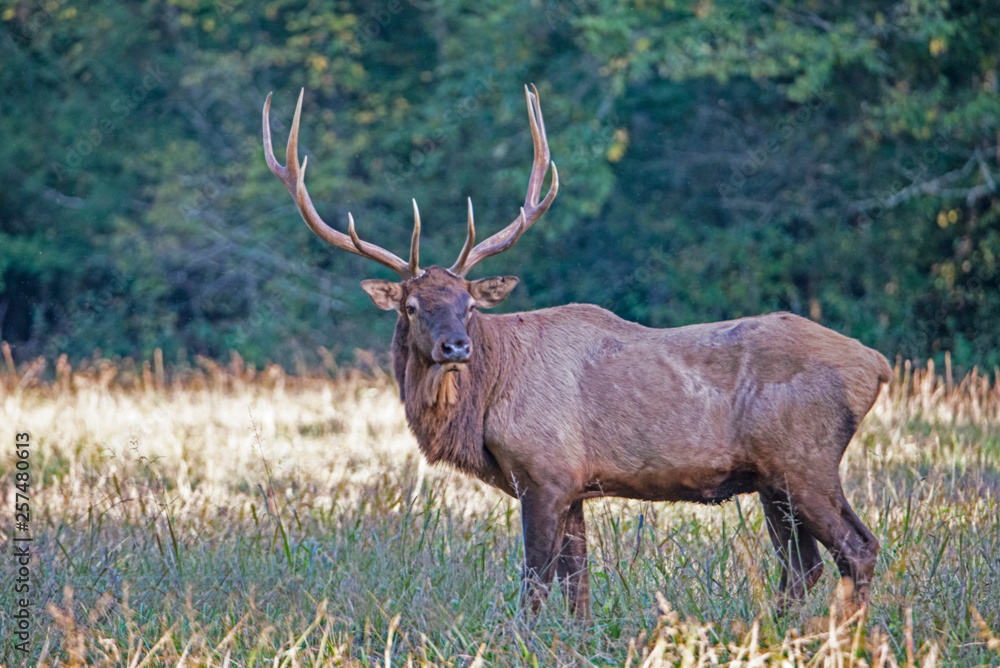 A bull Elk with large antlers during rutting season. A bull Elk with large antlers during rutting season.