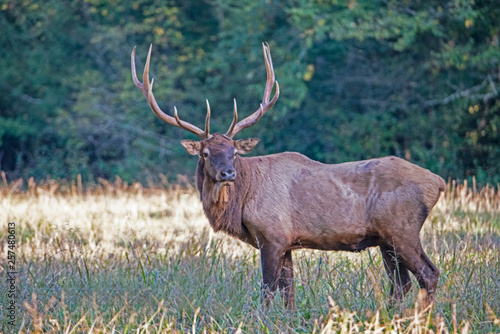 A bull Elk with large antlers during rutting season.