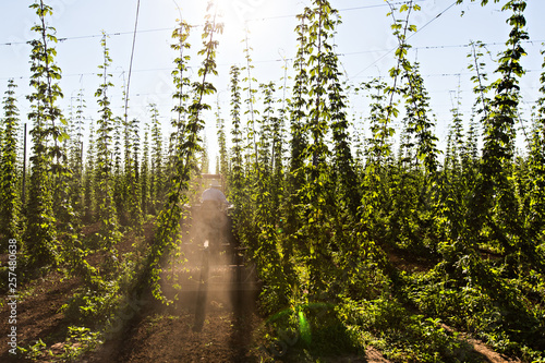 Oregon hop farm during the summer