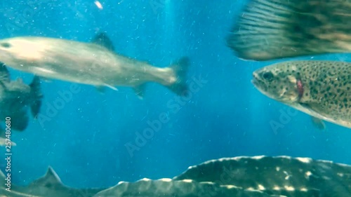 Wallpaper Mural A lot of fish swims in the water. Salmon in blue water. Large aquarium, salmon close-up. School of fish. Torontodigital.ca