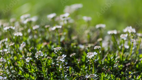 thyme flowers in the herb garden