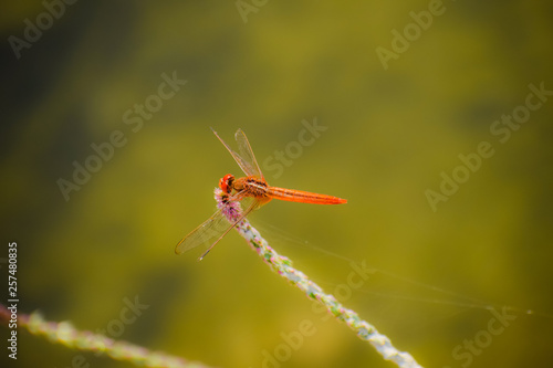 dragonfly on leaf © Rahul