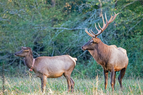 An Elk pair displaying matting behavior.