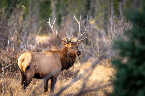 elk in forest