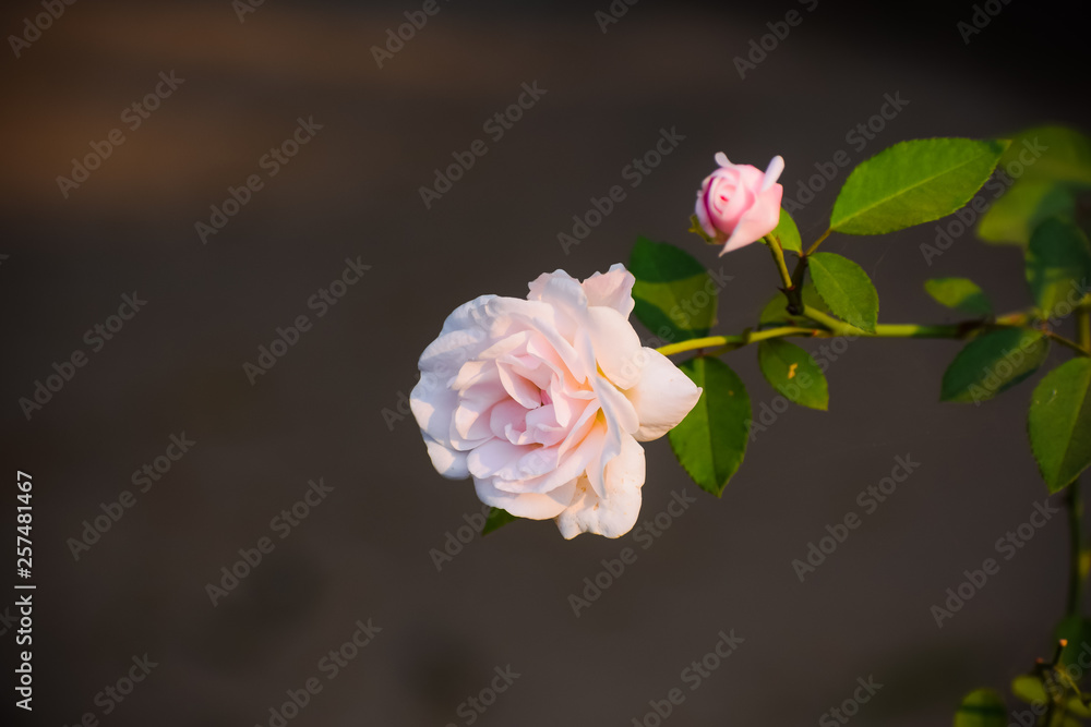 Obraz premium rose pink flower