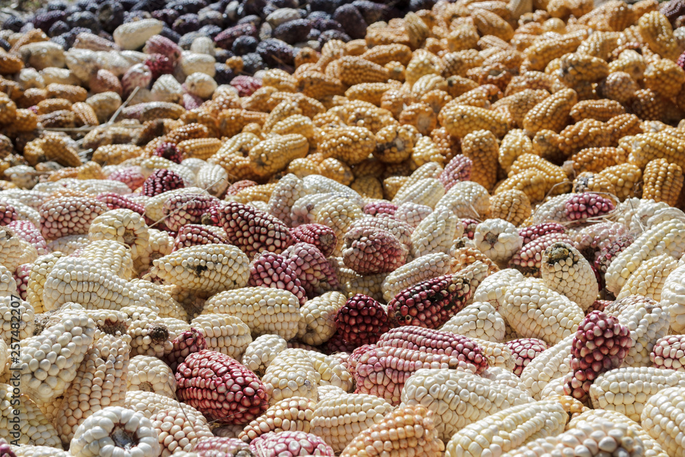 Fototapeta premium Andean Corn heap