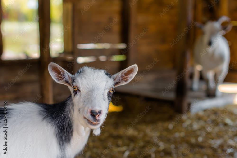 Obraz premium A goat in a shed on a farm