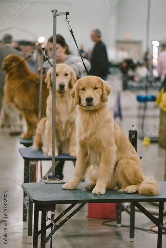 Golden Retrievers at a grooming station
