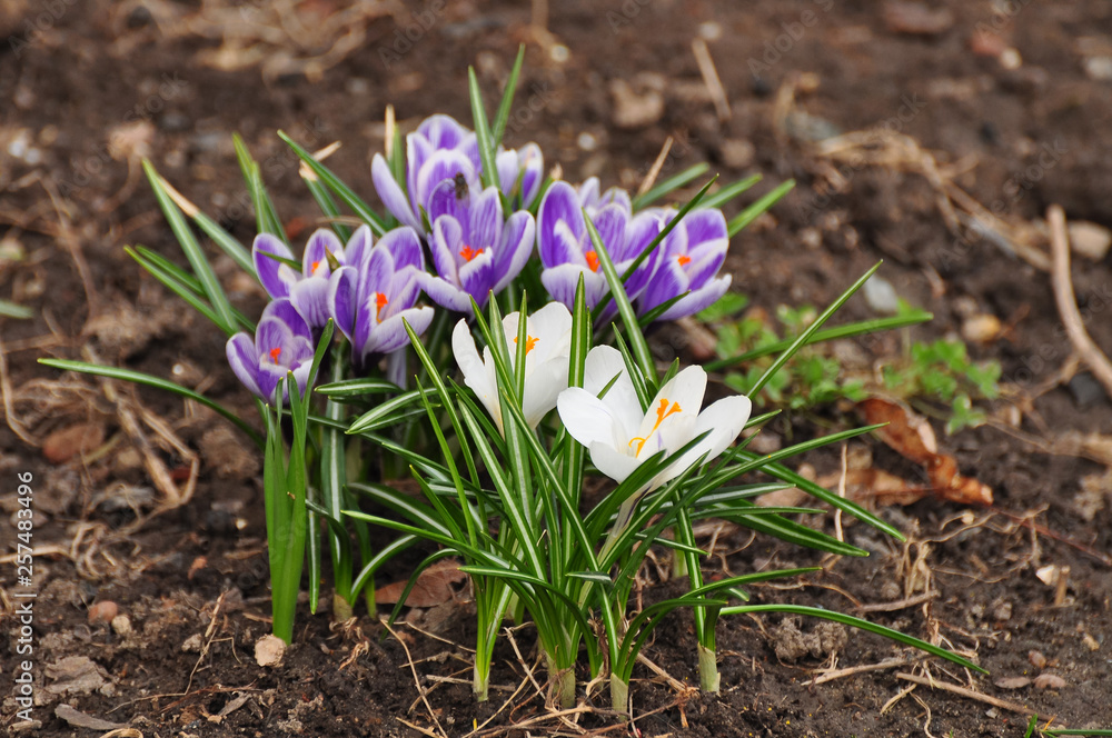 Blossoming crocuses in March Blossoming crocuses in March