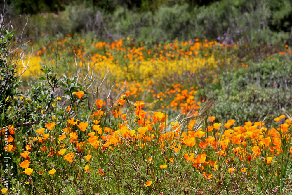 Golden California poppies and purple lupine bloosm in the super bloom