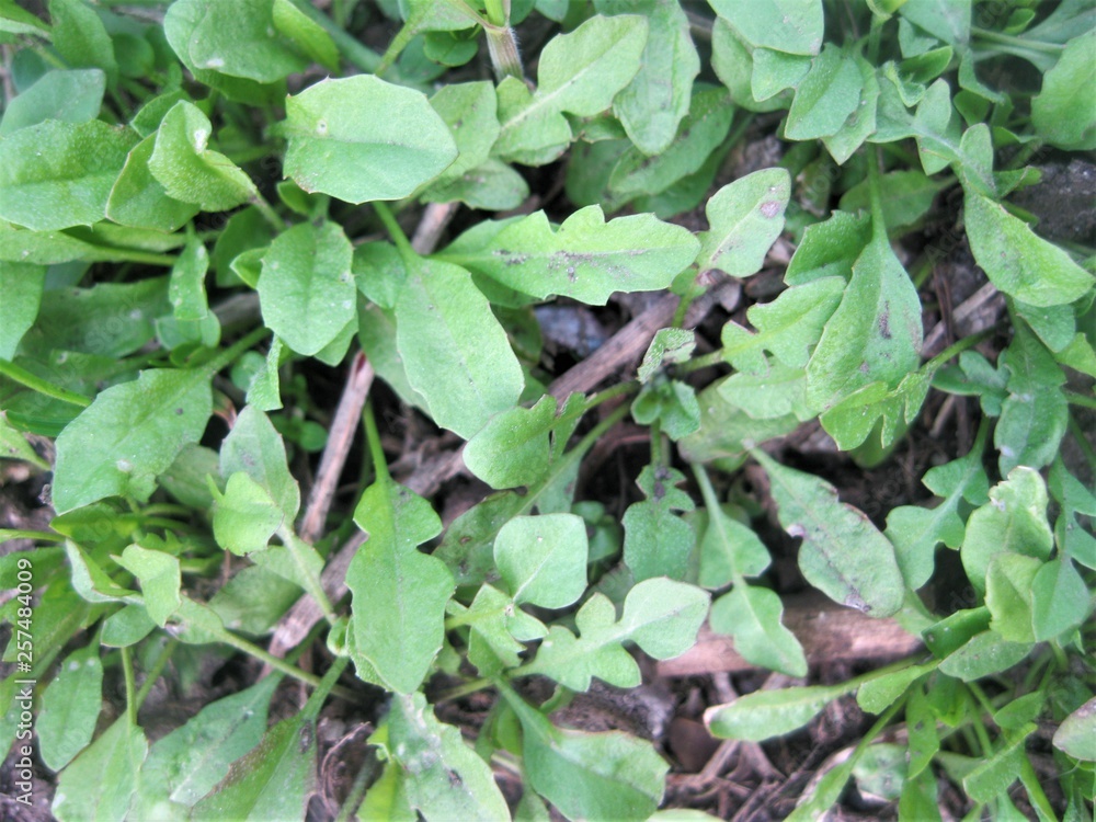 plant plant