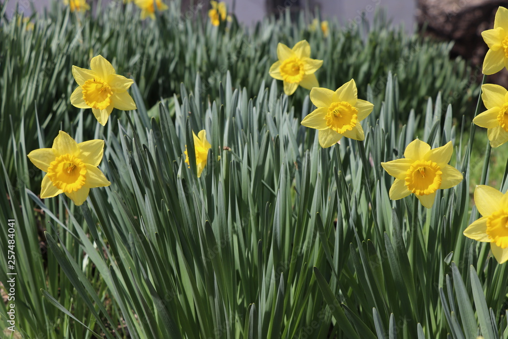yellow daffodils in the garden yellow daffodils in the garden