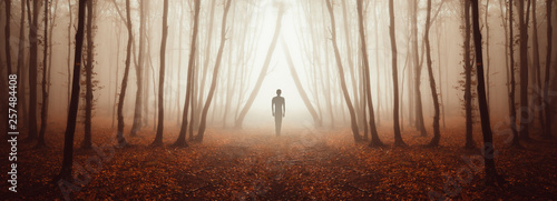 mysterious forest panorama ...