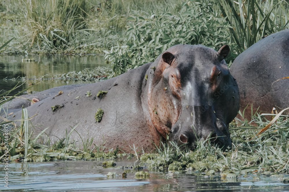 hippopotamus in murchison falls