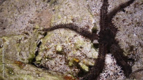 Brittle star (Ophiocoma scolopendrina) crawling in the shallow water near the shore in search of food, Marsa Alam, Abu Dabab, Egypt photo