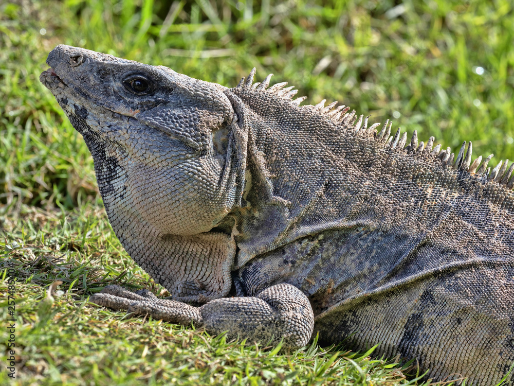 Black iguana, Ctenosaura similis, is a massive lizard, residing mostly on the ground, Belize Black iguana, Ctenosaura similis, is a massive lizard, residing mostly on the ground, Belize