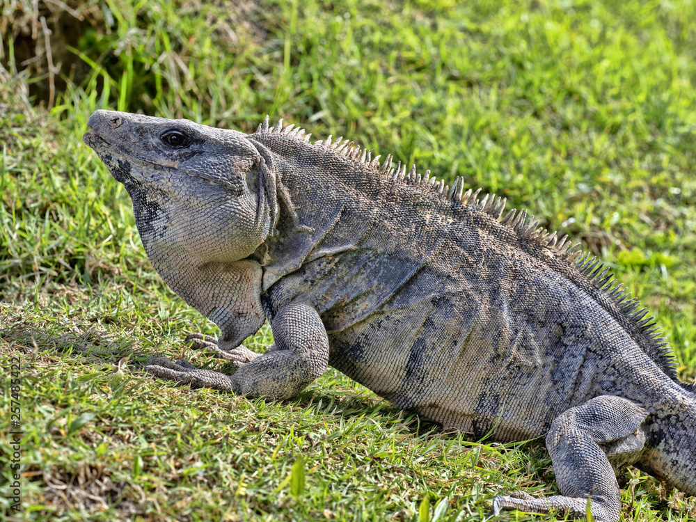 reptile,america,animal,beautiful,belize,black,blue,body,caribbean,caye caulker,central,central america,claw,close up,closeup,concrete wall,costa,ctenosaur,ctenosaura,ctenosaura similis,exotic,fast,fa reptile,america,animal,beautiful,belize,black,blue,body,caribbean,caye caulker,central,central america,claw,close up,closeup,concrete wall,costa,ctenosaur,ctenosaura,ctenosaura similis,exotic,fast,fa
