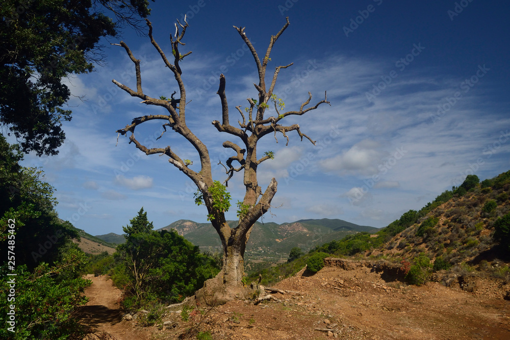 Esemplare di albero Phytolacca Dioica