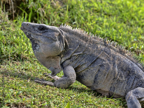  reptile america animal beautiful belize black blue body caribbean caye caulker central central america claw close up closeup concrete wall costa ctenosaur ctenosaura ctenosaura similis exotic fast fa