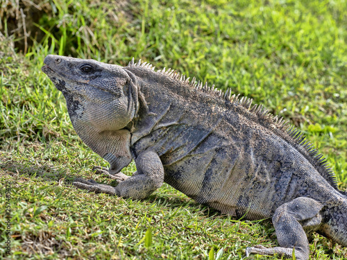  reptile america animal beautiful belize black blue body caribbean caye caulker central central america claw close up closeup concrete wall costa ctenosaur ctenosaura ctenosaura similis exotic fast fa