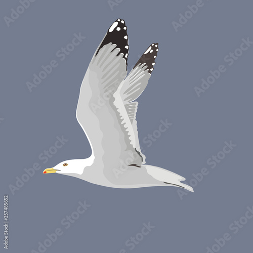 The common seagull mew gull European herring gull. Vector illustration. Element for your design. Flying bird, white feathers,