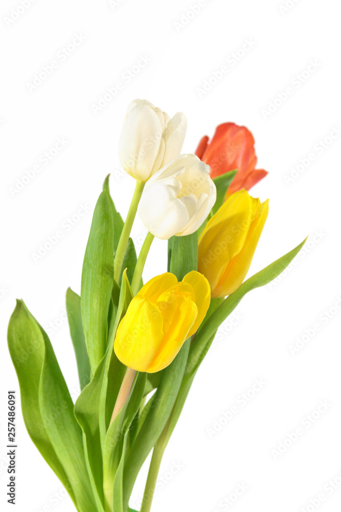 Obraz premium Tulipany mieszane kolory na białym tle