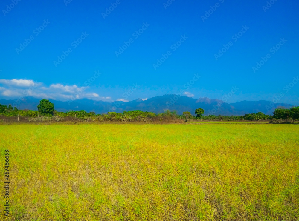 field and blue sky that makes the nature beautiful