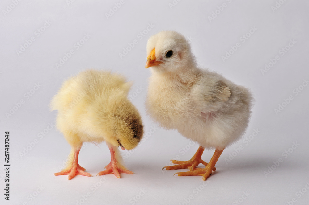 Two cute chicken isolated on a gray background Two cute chicken isolated on a gray background
