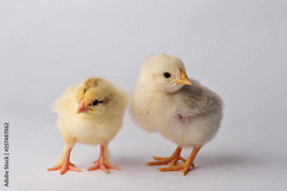 Two cute chicken isolated on a gray background