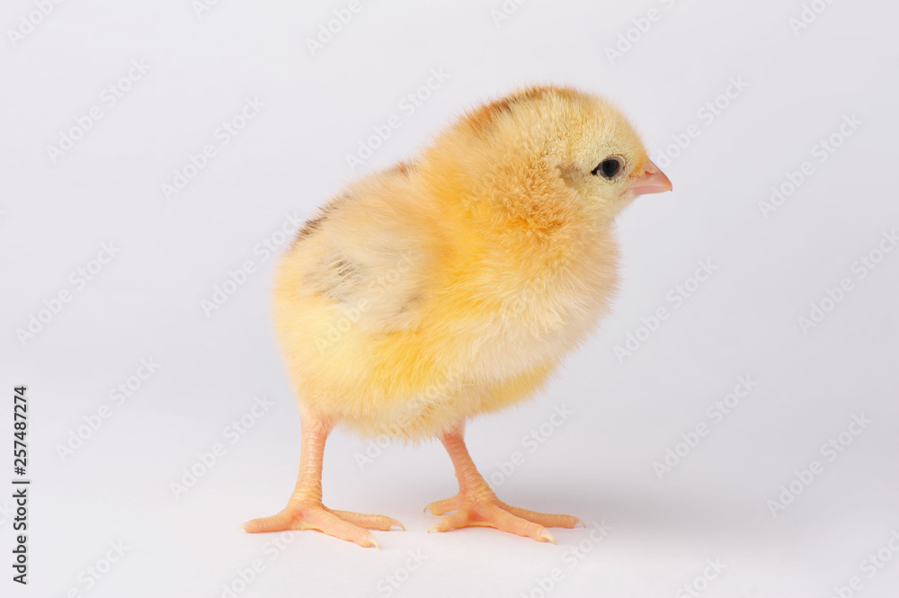 Cute yellow chicken isolated on a gray background Cute yellow chicken isolated on a gray background