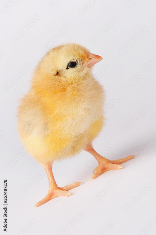 Obraz premium Cute yellow chicken isolated on a gray background