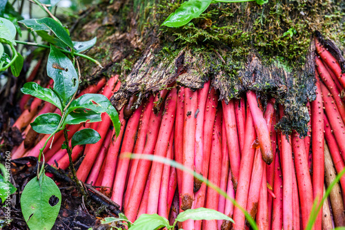 Red roots of palm tree in Atlantic Rainforest, Serrinha do Alambari Ecological Reserve, Rio de Janeiro, Brazil photo