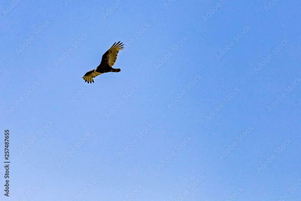 Turkey Vulture in flight in Southern California Turkey Vulture in flight in Southern California