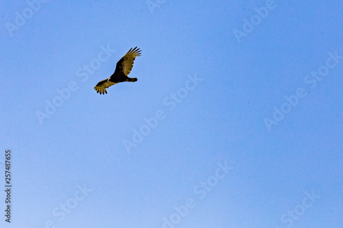 Turkey Vulture in flight in Southern California