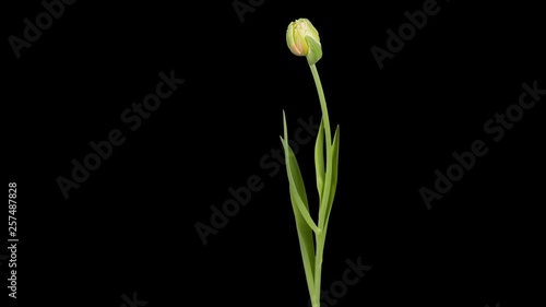 Red and yellow tulip bloom buds ALPHA matte, FULL HD (Tulipa Allegretto)