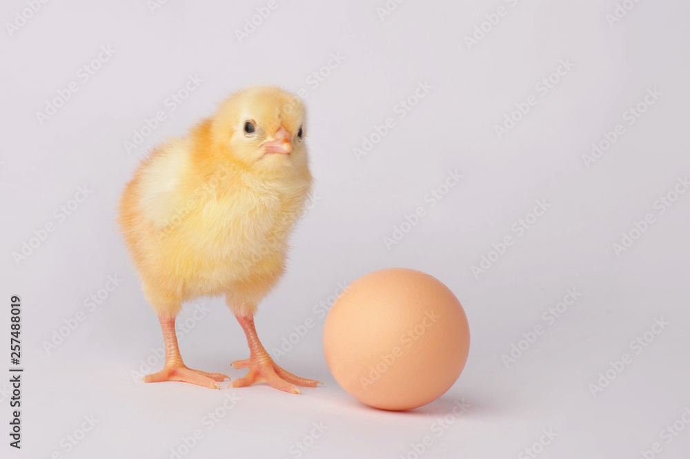 Cute yellow chicken with egg isolated on a gray background Cute yellow chicken with egg isolated on a gray background